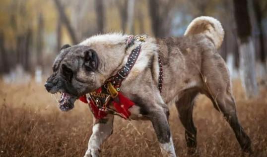 坎高犬是最厉害的狗吗-图1