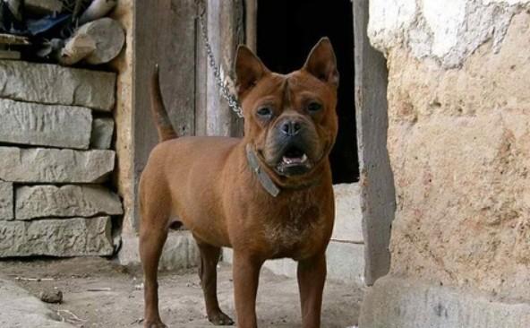 中国最强的犬种-图1