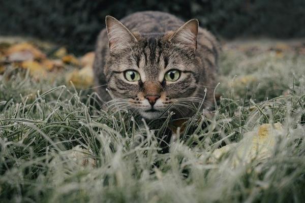 最受国人欢迎的猫咪排行榜-图2