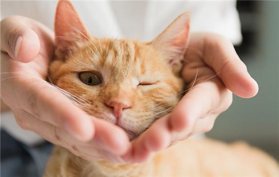 猫总吐没消化的猫粮是怎么回事-图1
