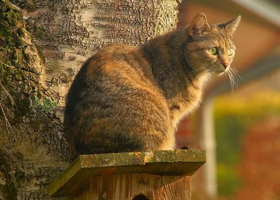 房间喷了香水对猫咪有影响么-图1