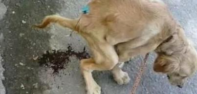 狗狗腹泻可以吃哪些人的药-图1