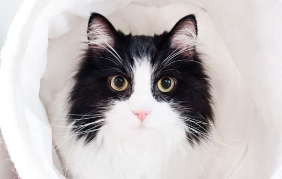 小猫睡觉为什么蜷成团