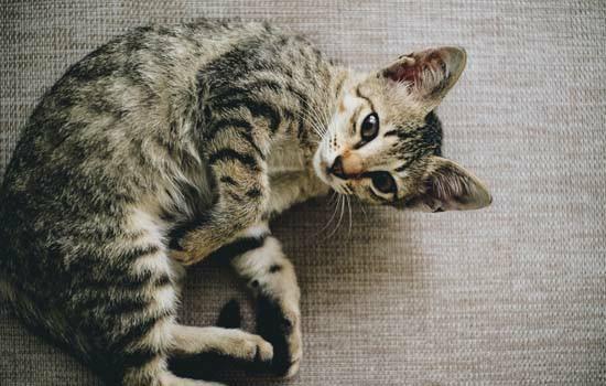 流浪猫猫砂使用训练-1