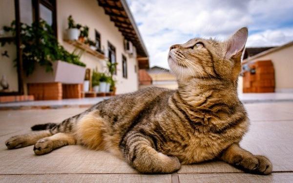 猫吃什么水果-图1