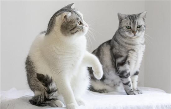 猫猫能吃紫薯吗?-图1