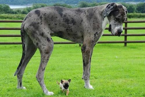 外国大型犬种-图1