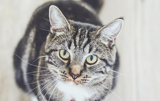 猫打完疫苗后一直睡觉