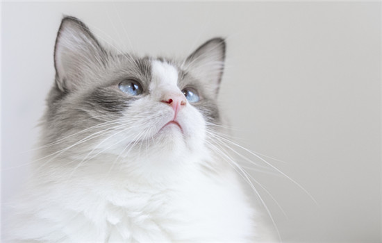 如何正确繁殖矮脚猫-图1