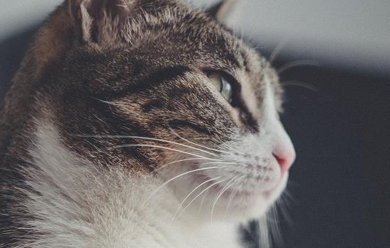 刚买两个月的猫有猫传腹-图1