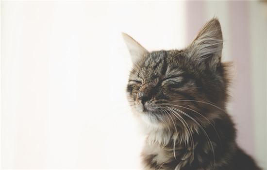 英短小猫有泪痕眼屎怎么办-图1