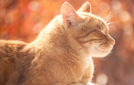 猫咪吐黄水一定是猫瘟吗-图1