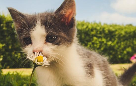 猫发烧的主要症状-图1