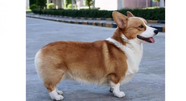 什么狗的尾巴很短