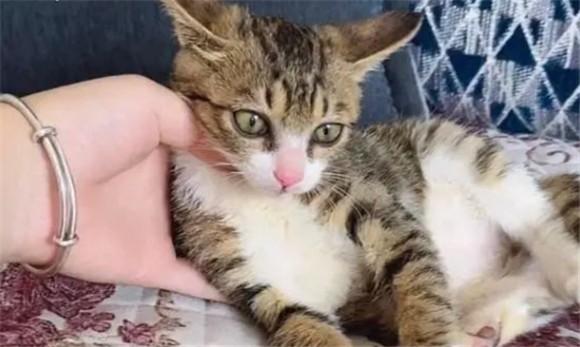 在家里养猫卖猫属于经营吗-图1