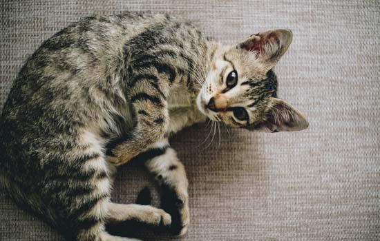 英国短毛猫怕热吗?-图1