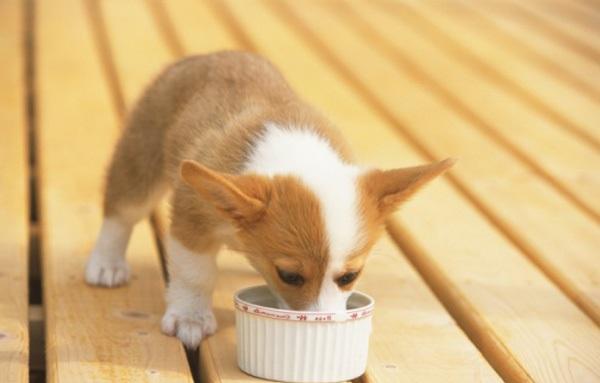 柯基幼犬狗粮怎么泡-图1