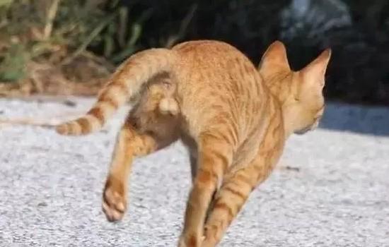 矮脚猫肚子很大怎么办-图1