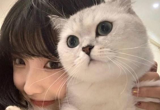 野猫比喻什么样的女人-图1