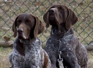 德国短毛犬用什么梳子-图1