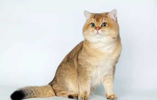 布偶猫不粘人咋办-图1