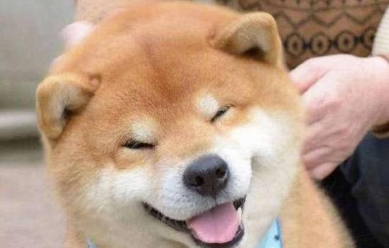 秋田犬禁养原因-图1