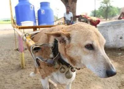 印度犬有哪几种-图1