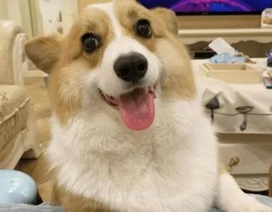 英国国犬是柯基吗-图1