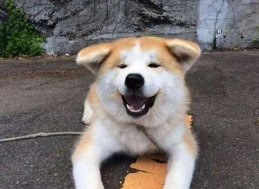 秋田属于烈性犬吗-图1