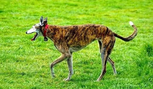 美国国犬是哪个国家的品种-图1