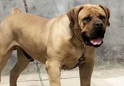 南非獒犬能长多大-图1