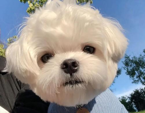 马尔济斯是国宝犬吗-图1
