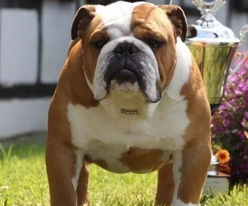 英国国犬是什么犬种-图1