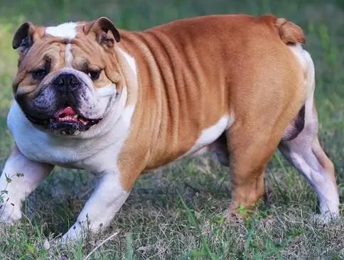 英国国犬是什么狗-图1