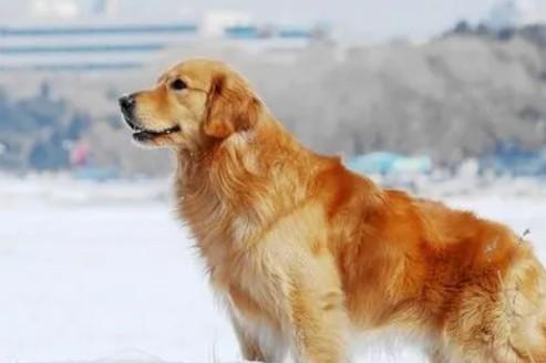 英国国犬是金毛吗-图1