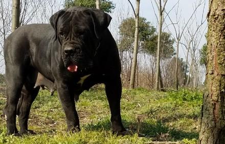 南非獒犬多少钱一只-图1