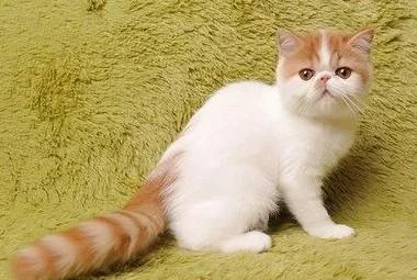 宠物猫走丢了怎么找回-图1