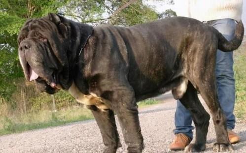 大型犬的身体长度标准是什么-图1