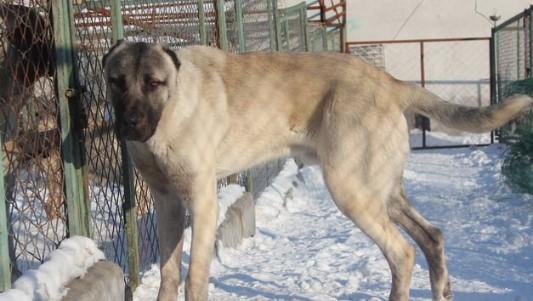 坎高和土佐犬哪个厉害