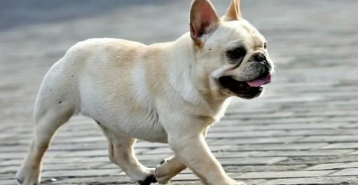 法牛犬尾巴的标准图-图1