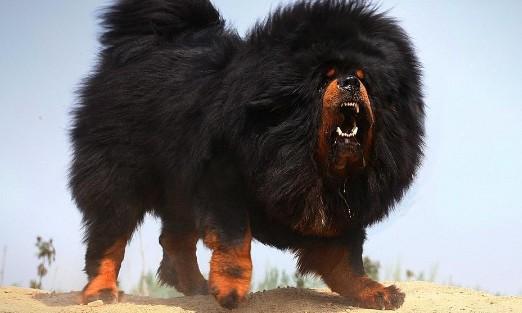 藏算巨型犬吗-图1