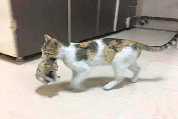 猫为什么单独叼一只小猫出来