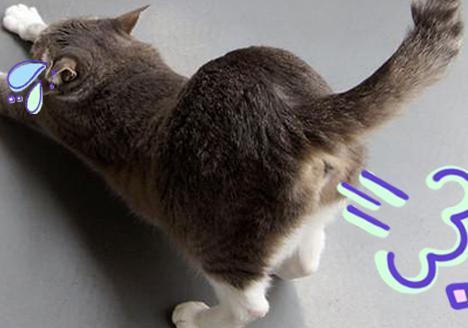 猫会放屁吗-1