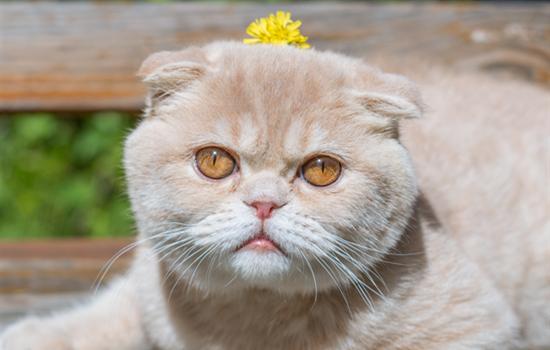 猫咪误食蟑螂药多久发作？-1