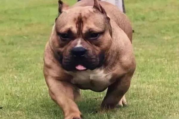 四大恶犬是什么狗-图1
