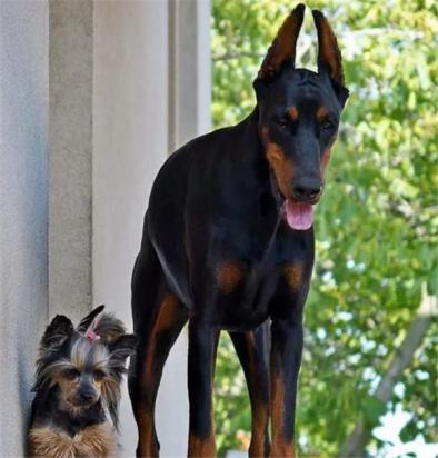 短毛立耳大型犬有哪些-图1
