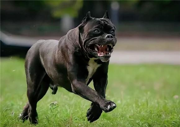 十大恶犬排名第一