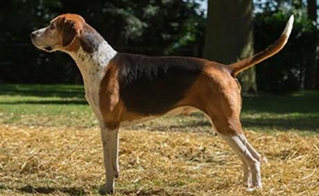 世界十大猎犬