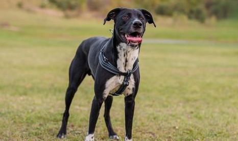 西班牙黎犬品种大全-图1