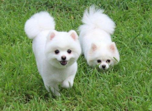 小型宠物犬品种大全